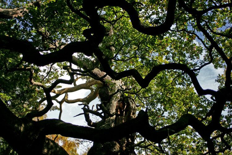 An ancient oak tree said to have sheltered the legendary Robin Hood has died